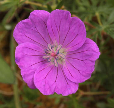 Image of bloody geranium