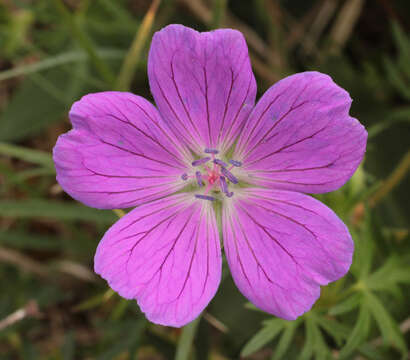 Image of bloody geranium