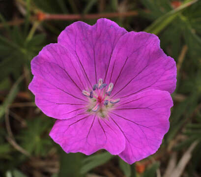 Image of bloody geranium