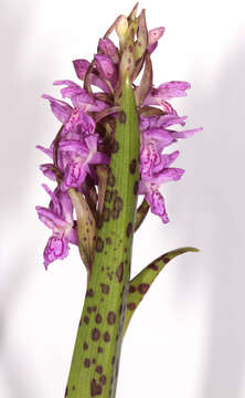 Image of Dactylorhiza incarnata subsp. cruenta (O. F. Müll.) P. D. Sell