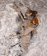 Image of Four-spotted Chaser