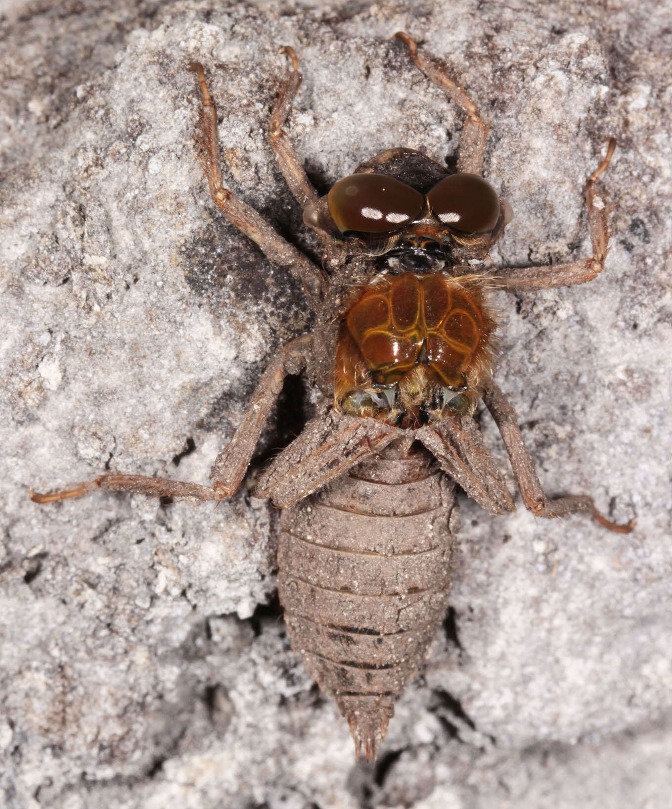 Image of Four-spotted Chaser