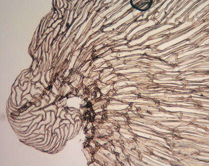 Imagem de Dryopteris carthusiana (Vill.) H. P. Fuchs