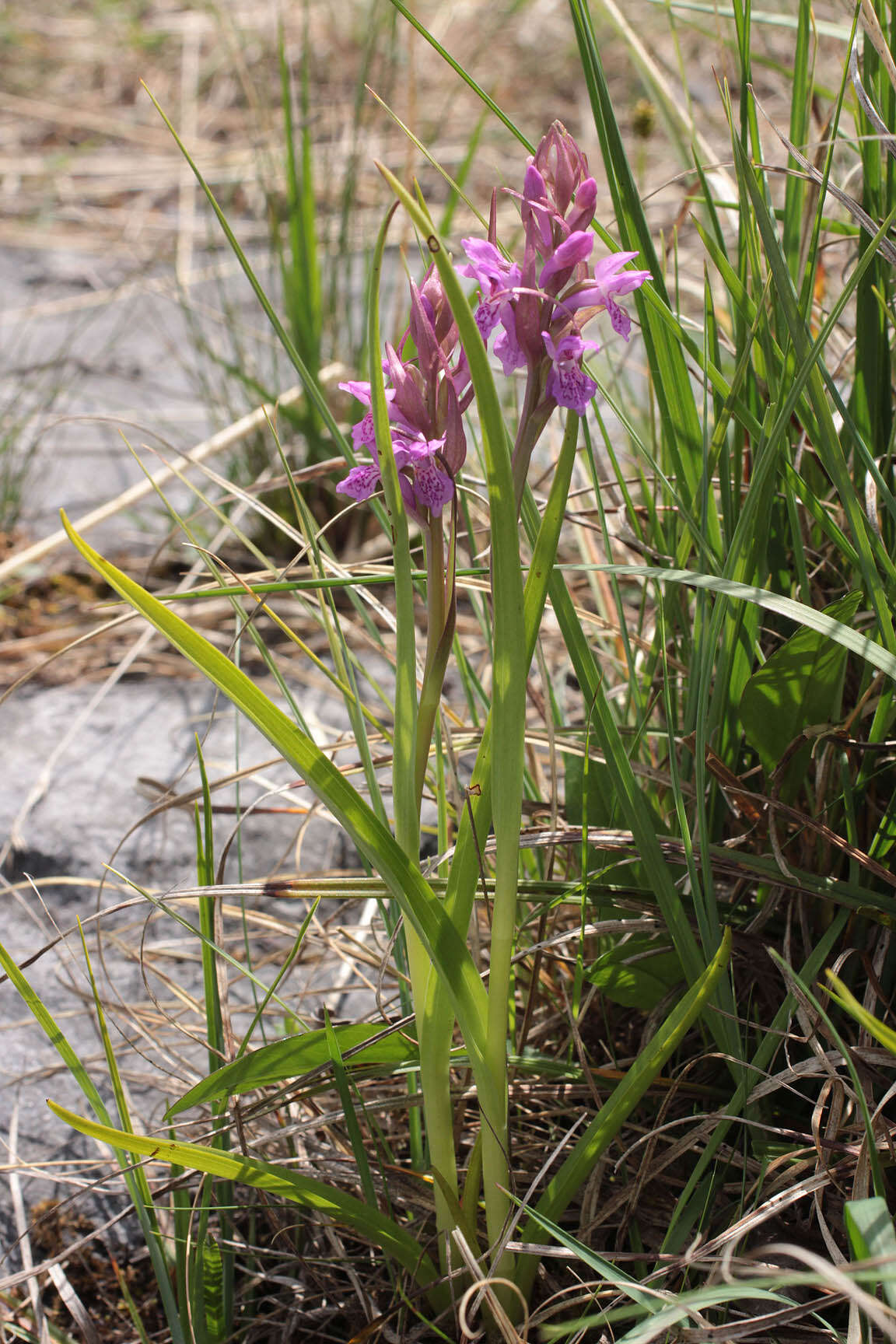 Image of Dactylorhiza traunsteinerioides (Pugsley) Landwehr