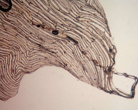 Imagem de Dryopteris carthusiana (Vill.) H. P. Fuchs