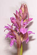 Image of Dactylorhiza traunsteinerioides (Pugsley) Landwehr