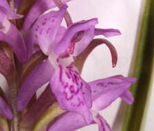 Image of Dactylorhiza traunsteinerioides (Pugsley) Landwehr