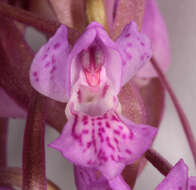 Image of Dactylorhiza traunsteinerioides (Pugsley) Landwehr