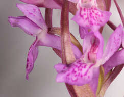 Image of Dactylorhiza traunsteinerioides (Pugsley) Landwehr