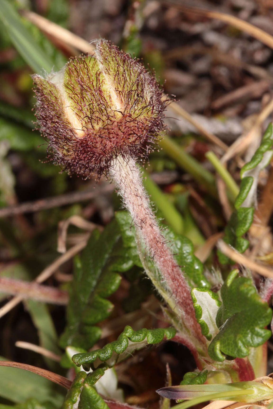 Imagem de Dryas octopetala L.