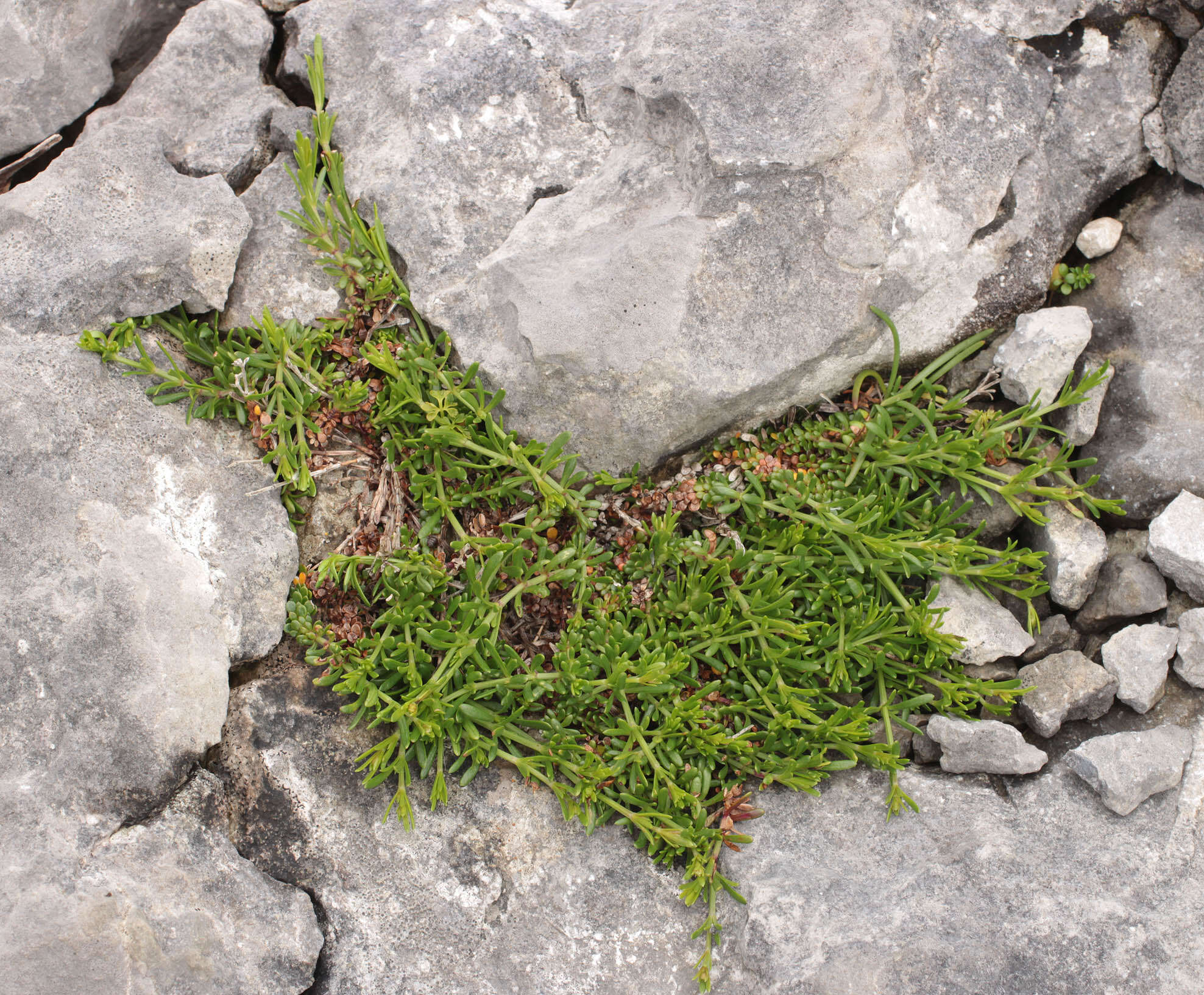 Plancia ëd Asperula cynanchica L.