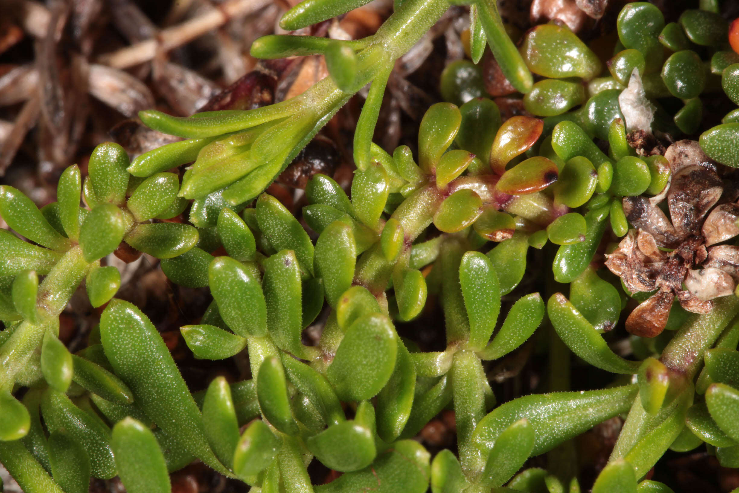 Plancia ëd Asperula cynanchica L.