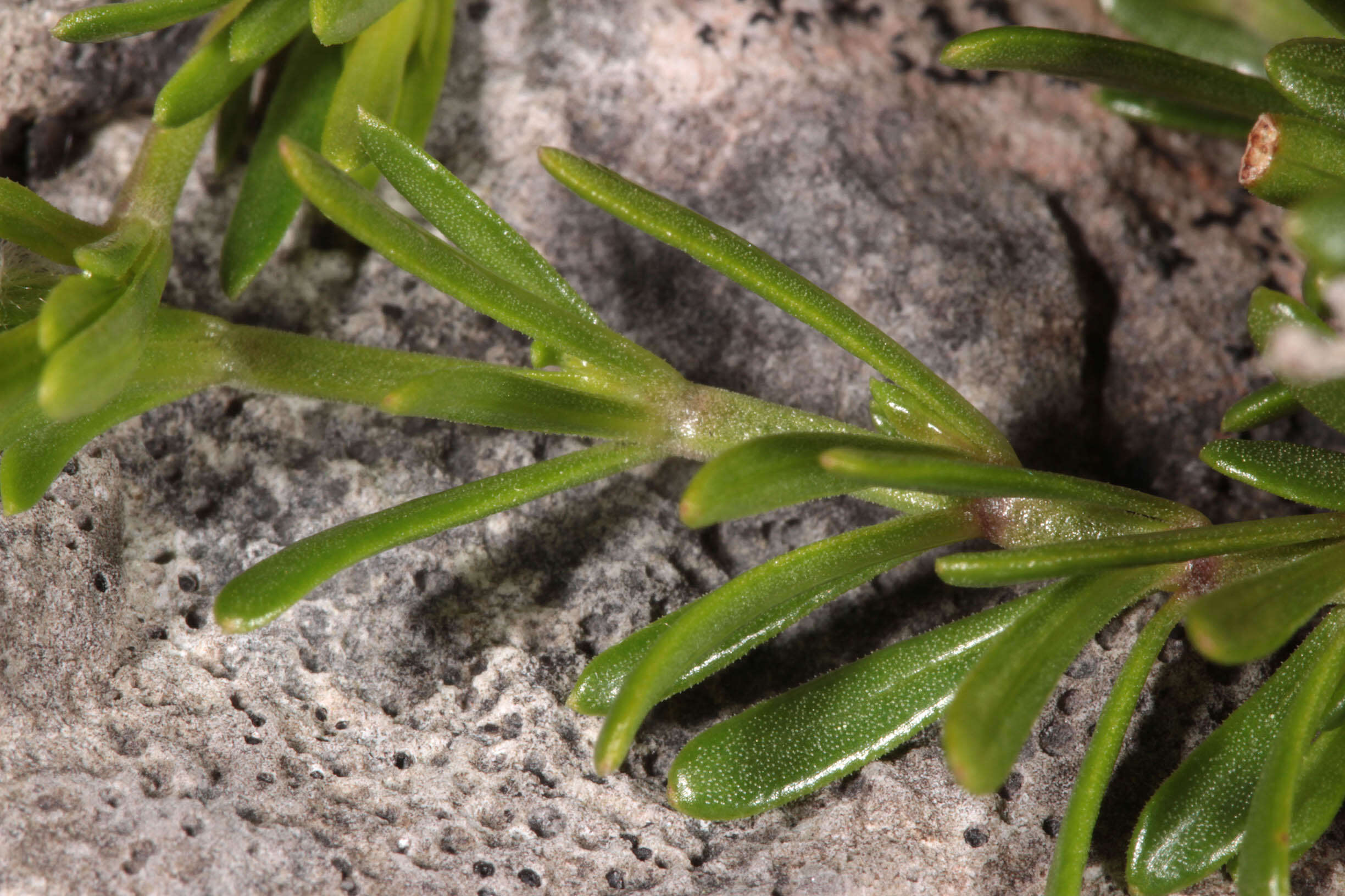 Plancia ëd Asperula cynanchica L.