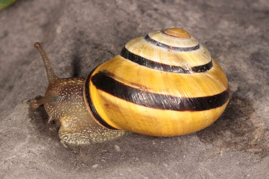 Image of Brown Lipped Snail