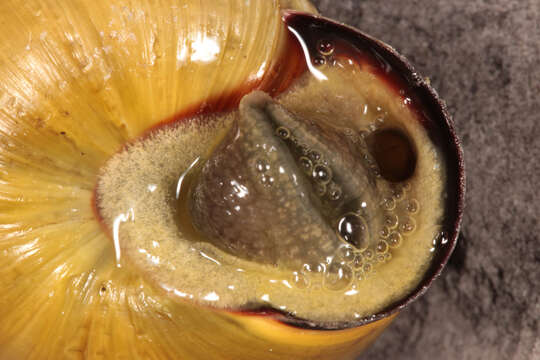 Image of Brown Lipped Snail