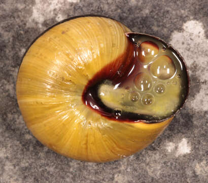 Image of Brown Lipped Snail