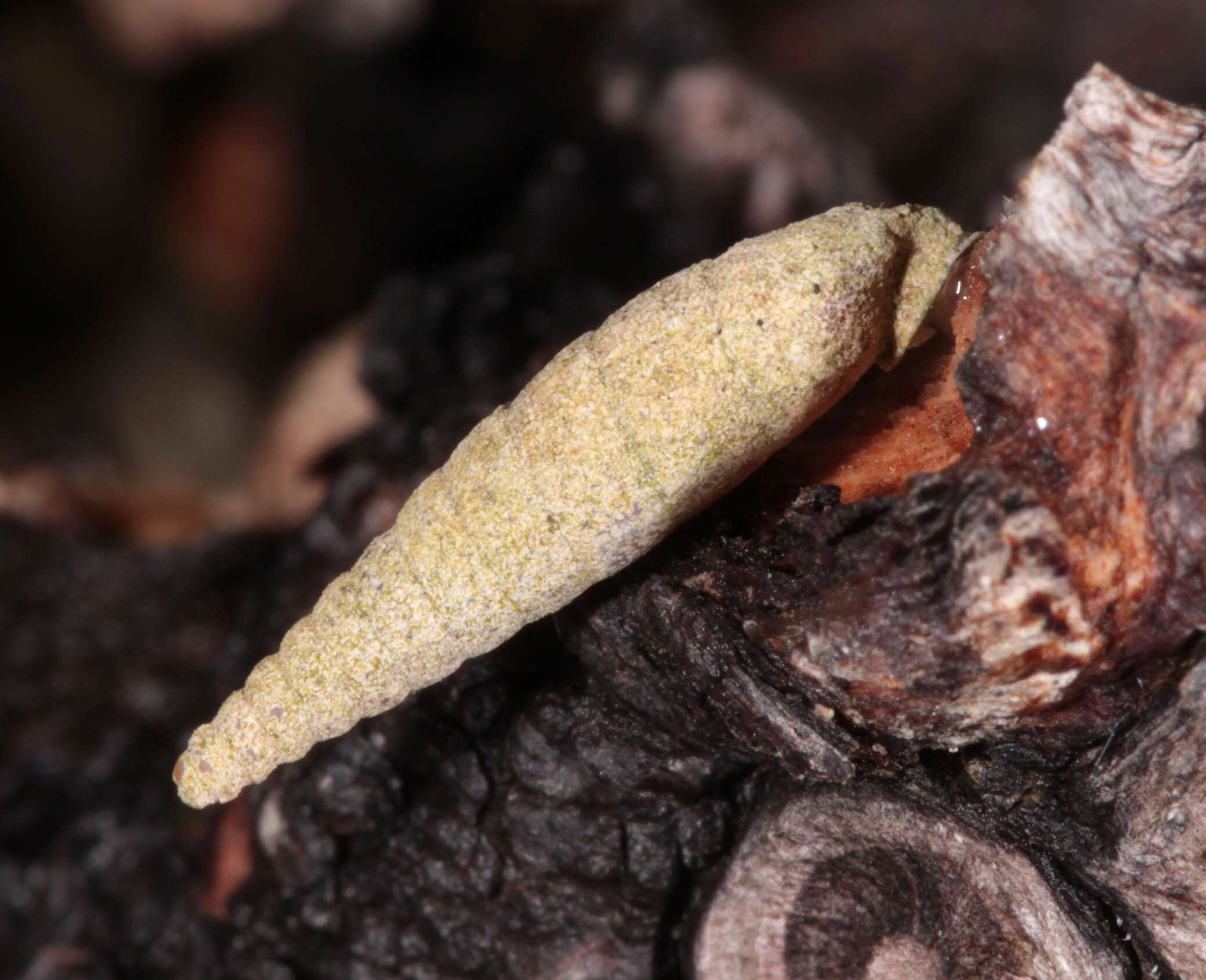 Image of two-toothed door snail