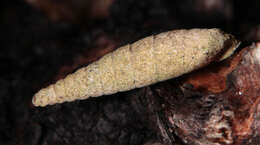 Image of two-toothed door snail