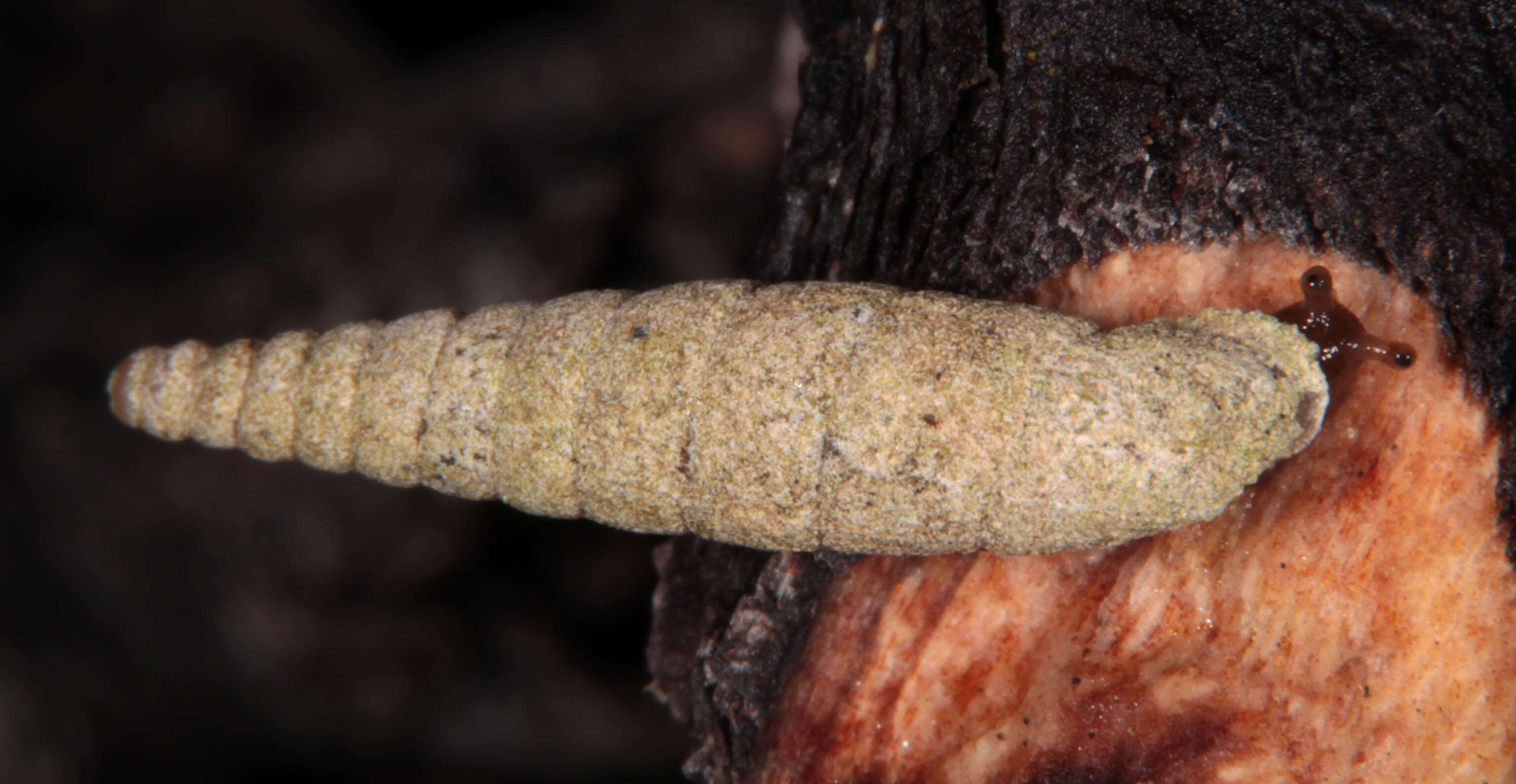 Image of two-toothed door snail