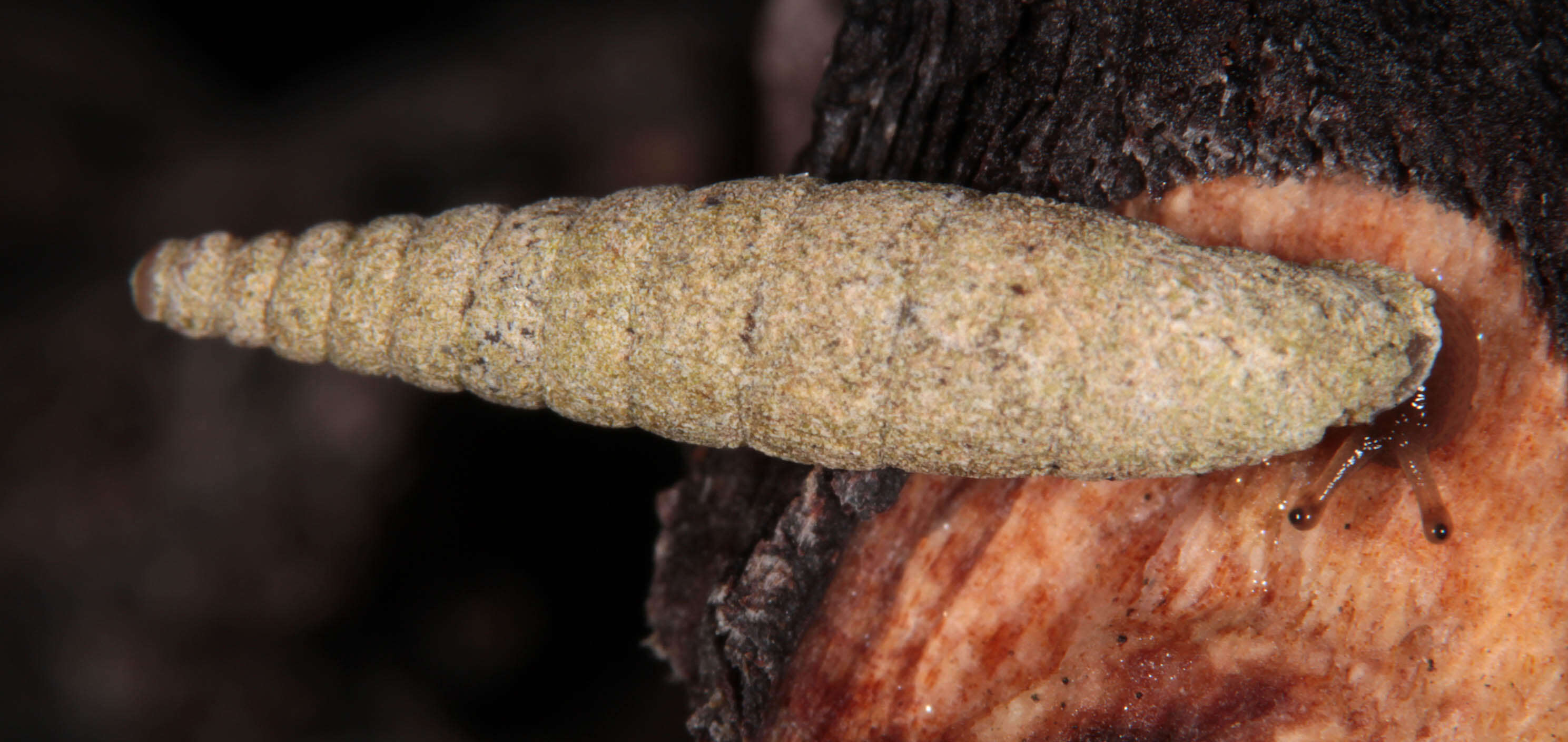 Image of two-toothed door snail