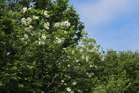 Image of Cranberry-tree