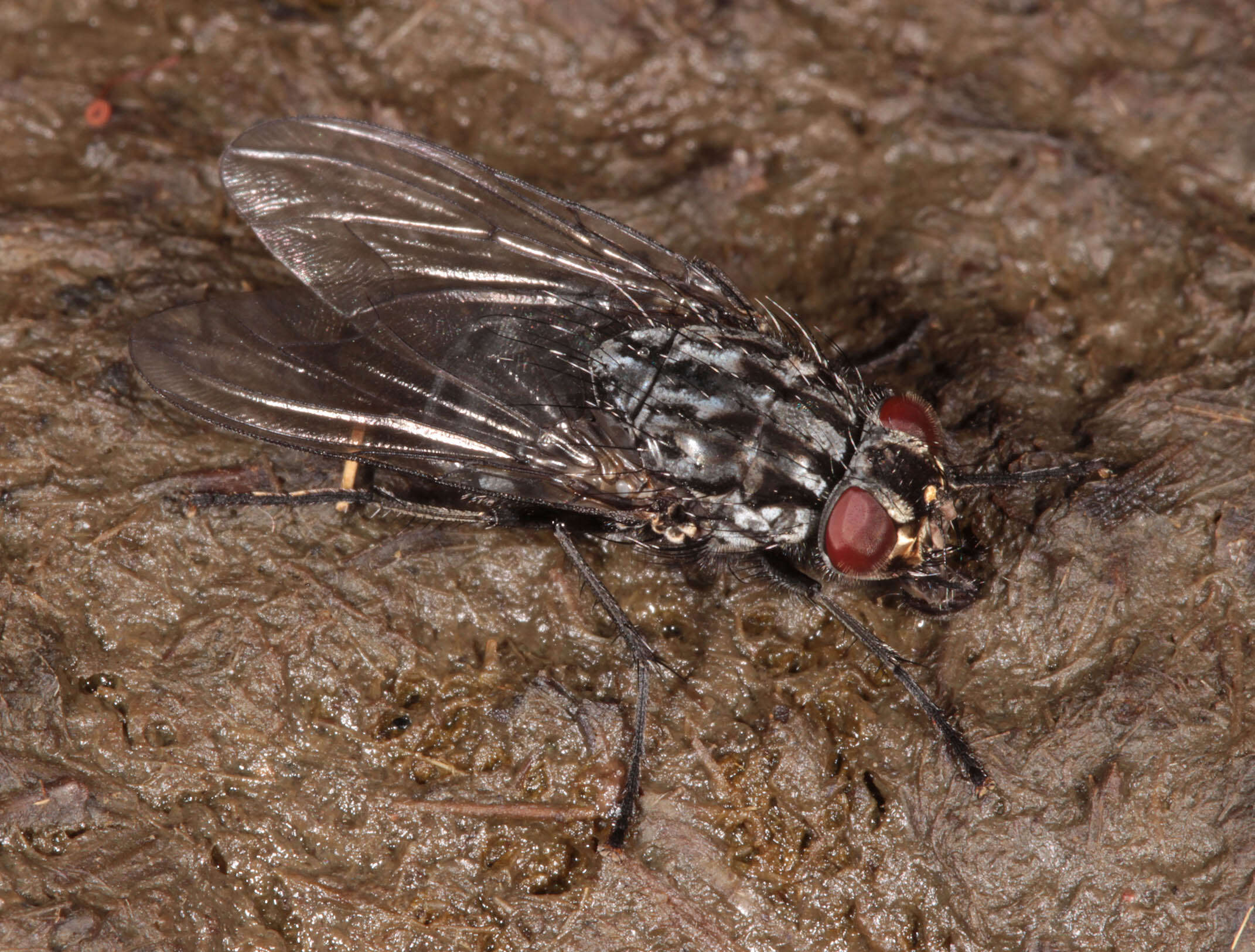 Image of Polietes lardarius