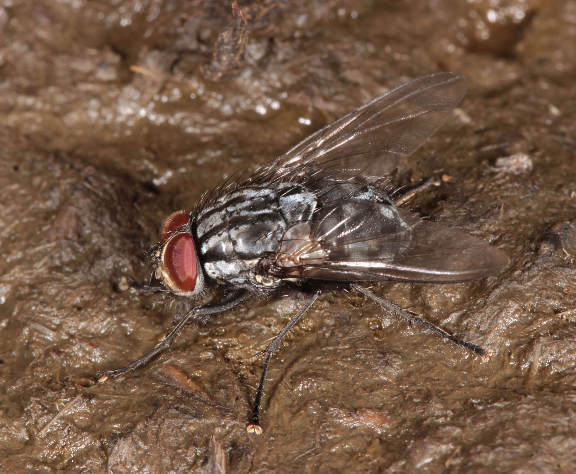 Image of Polietes lardarius