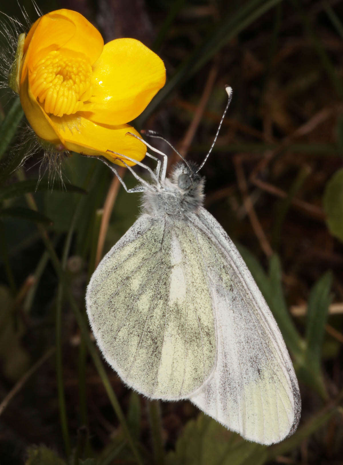 Image of Wood White