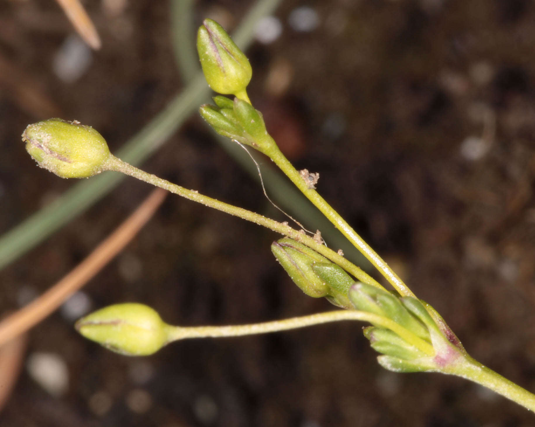 Sagina maritima G. Don的圖片