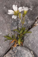 Image of field chickweed