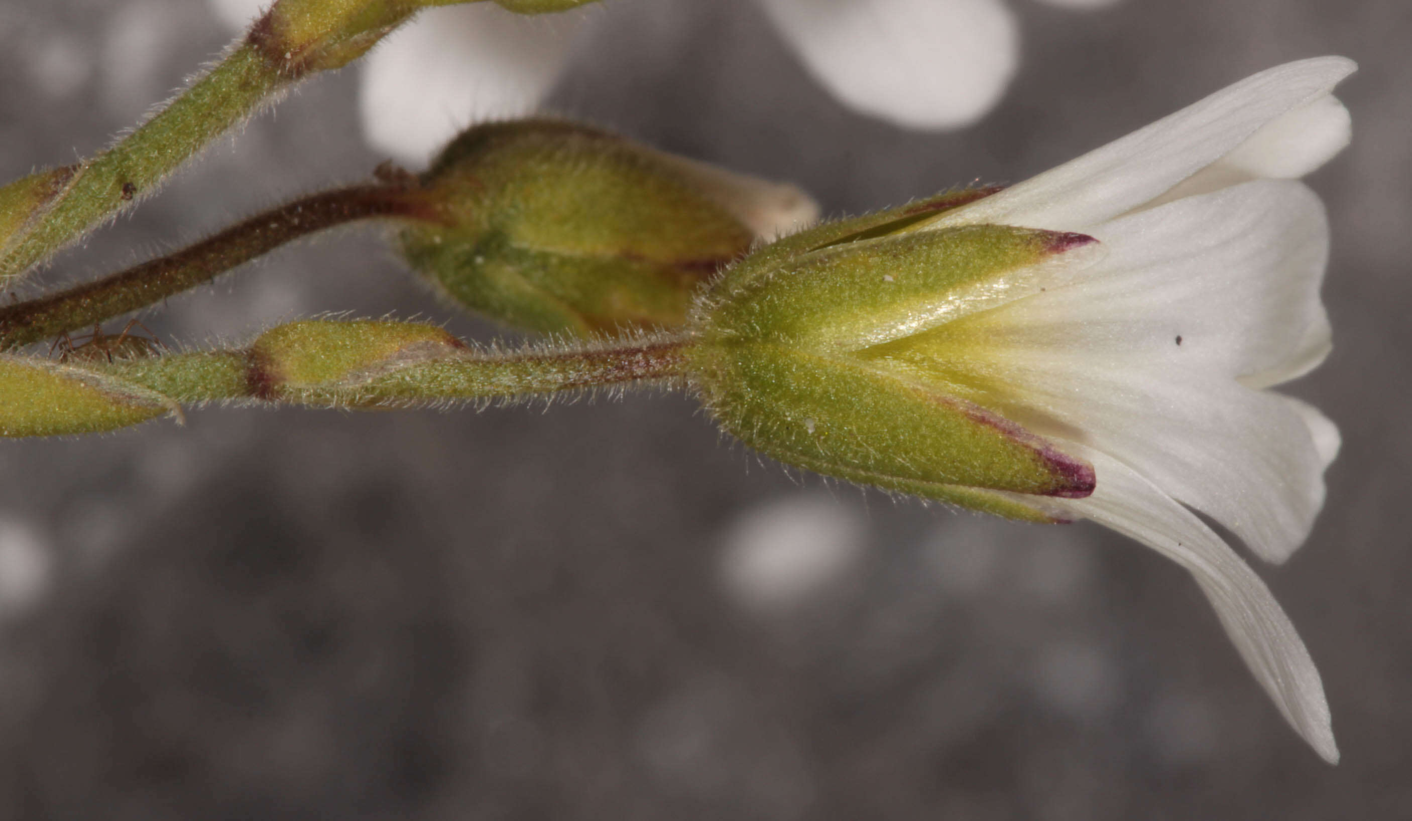 Image of field chickweed