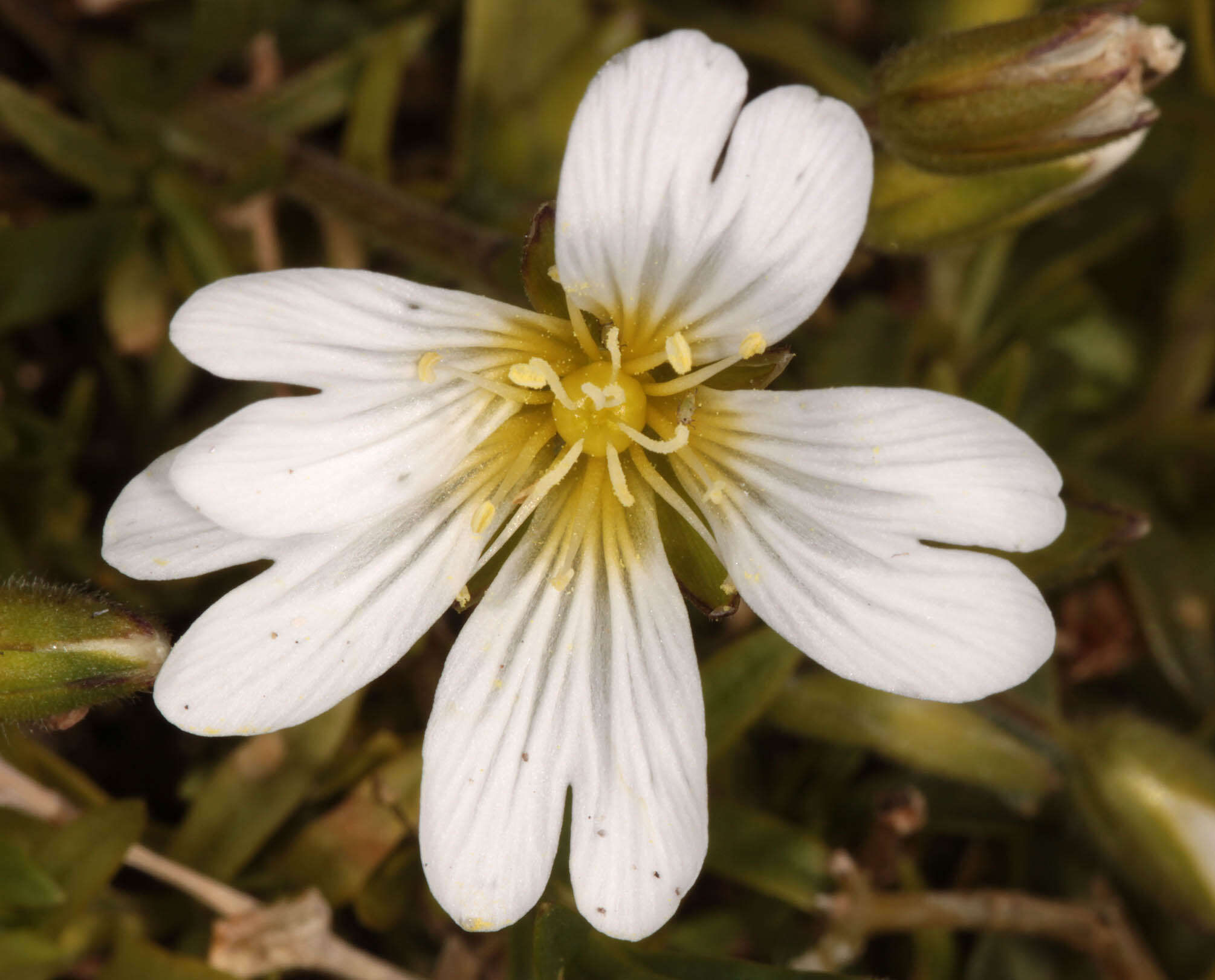 Image of field chickweed