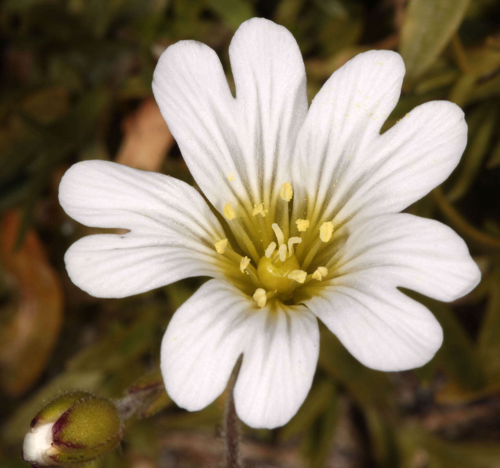 Image of field chickweed