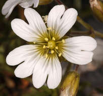 Image of field chickweed