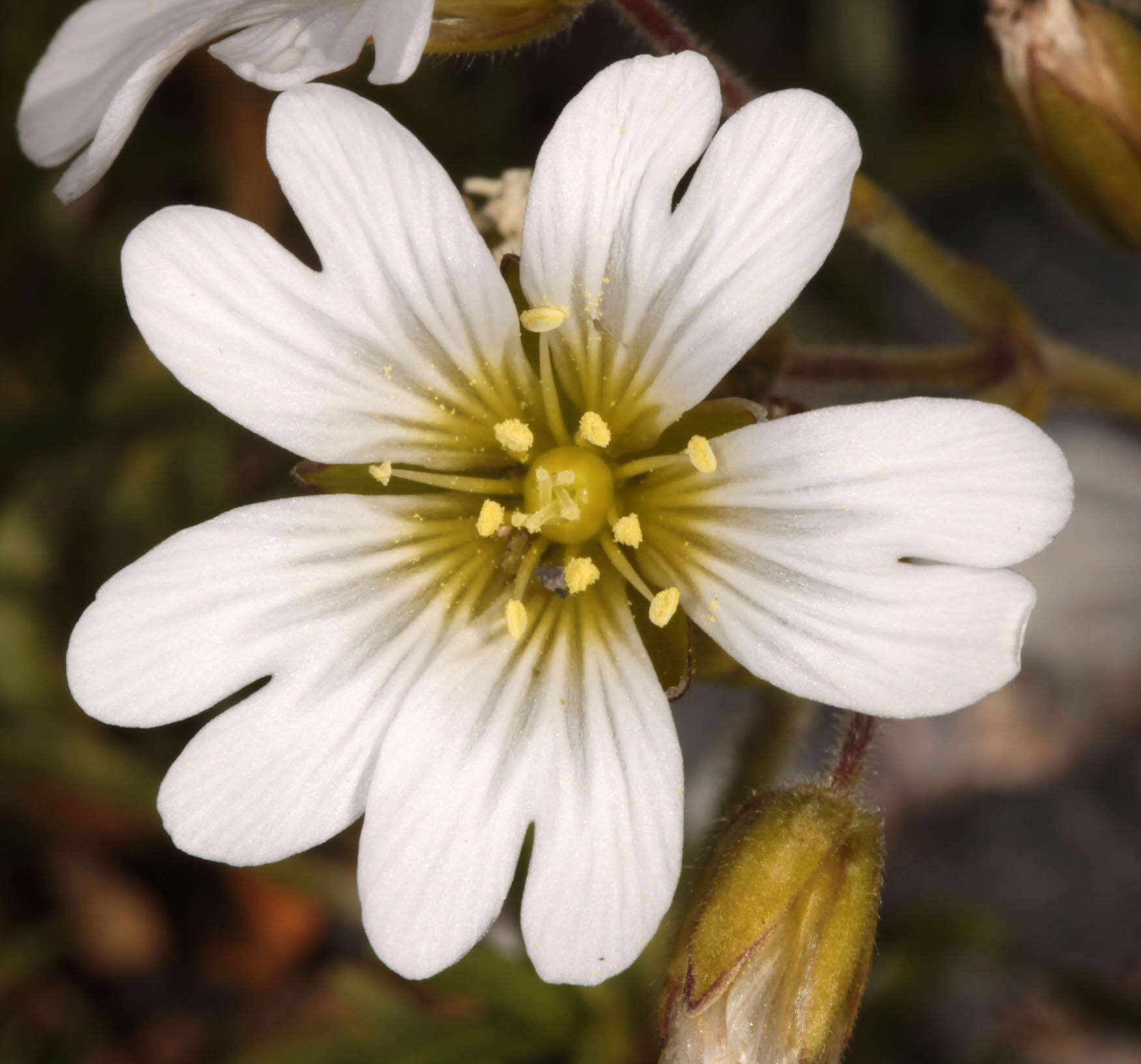 Image of field chickweed