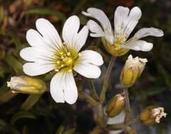 Image of field chickweed