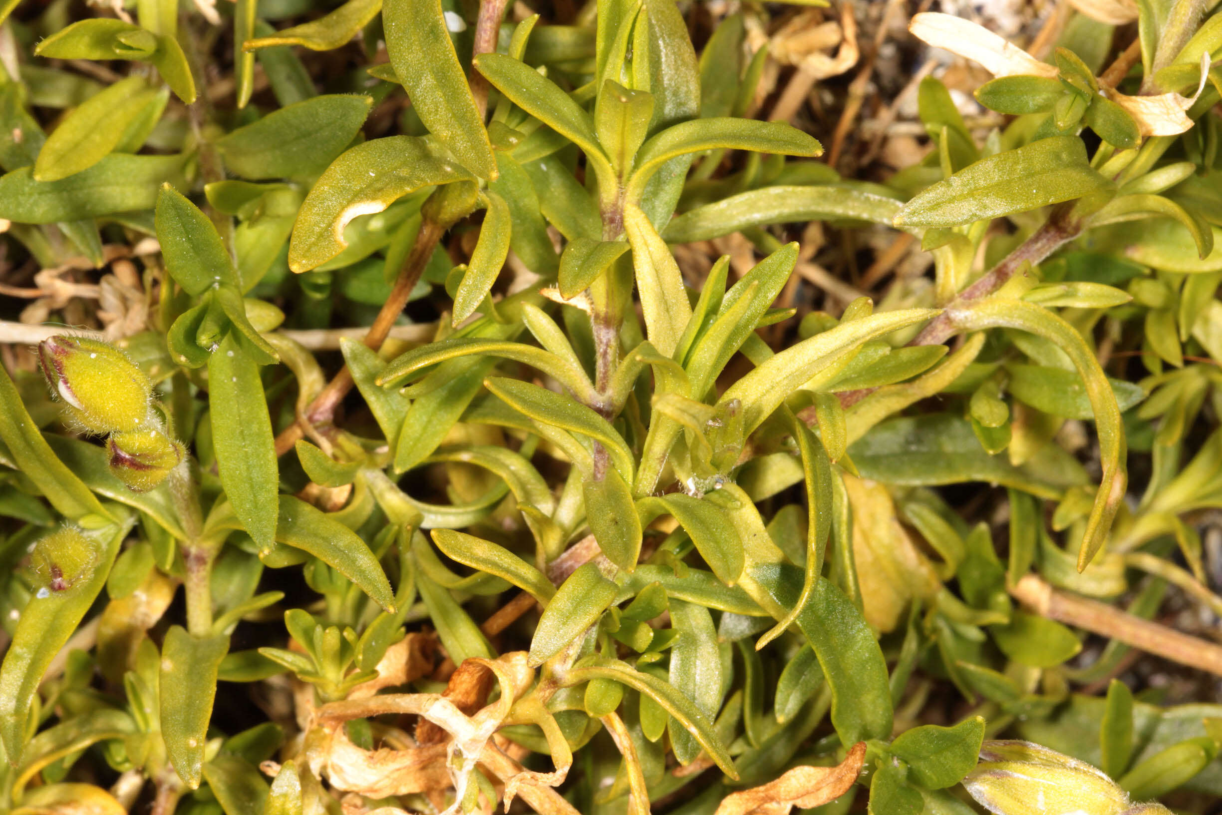 Image of field chickweed