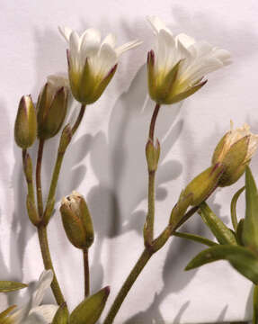 Image of field chickweed