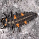 Image of 7-spot ladybird