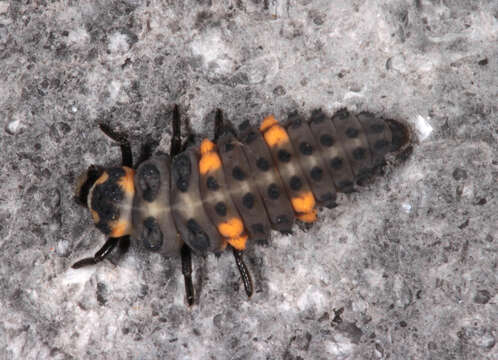 Image of lady beetles