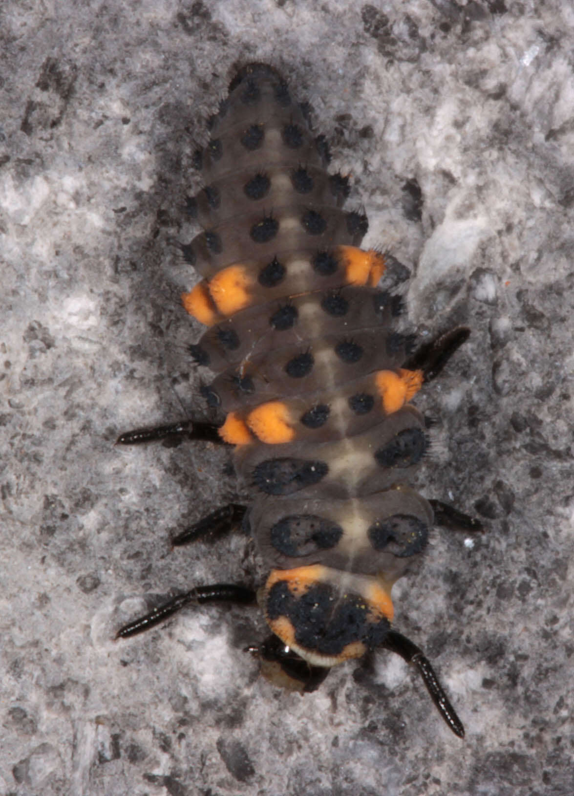 Image of lady beetles