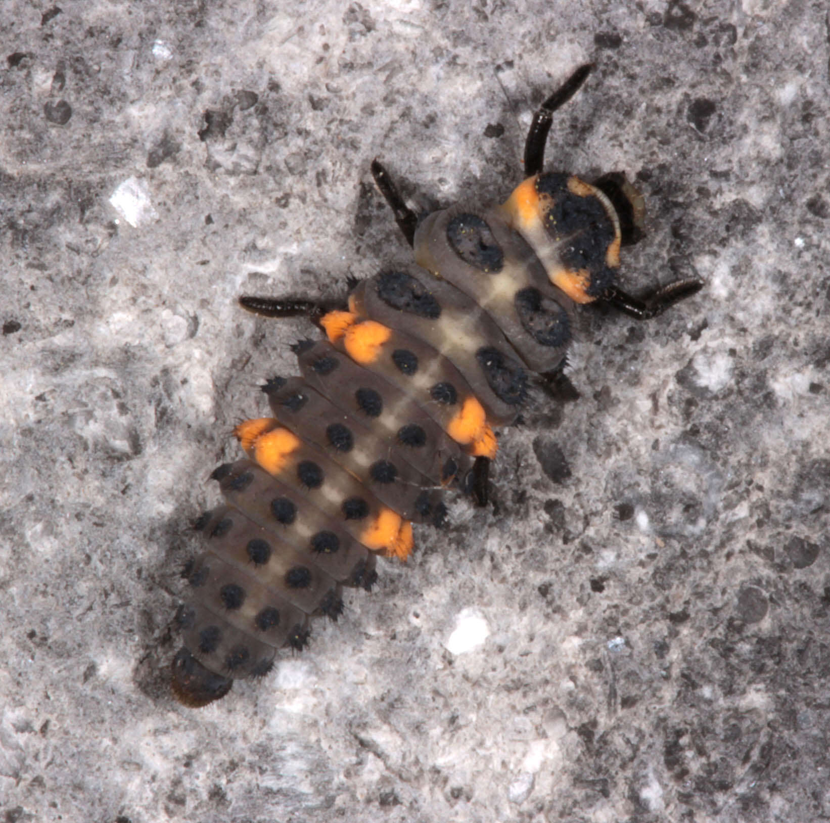 Image of lady beetles