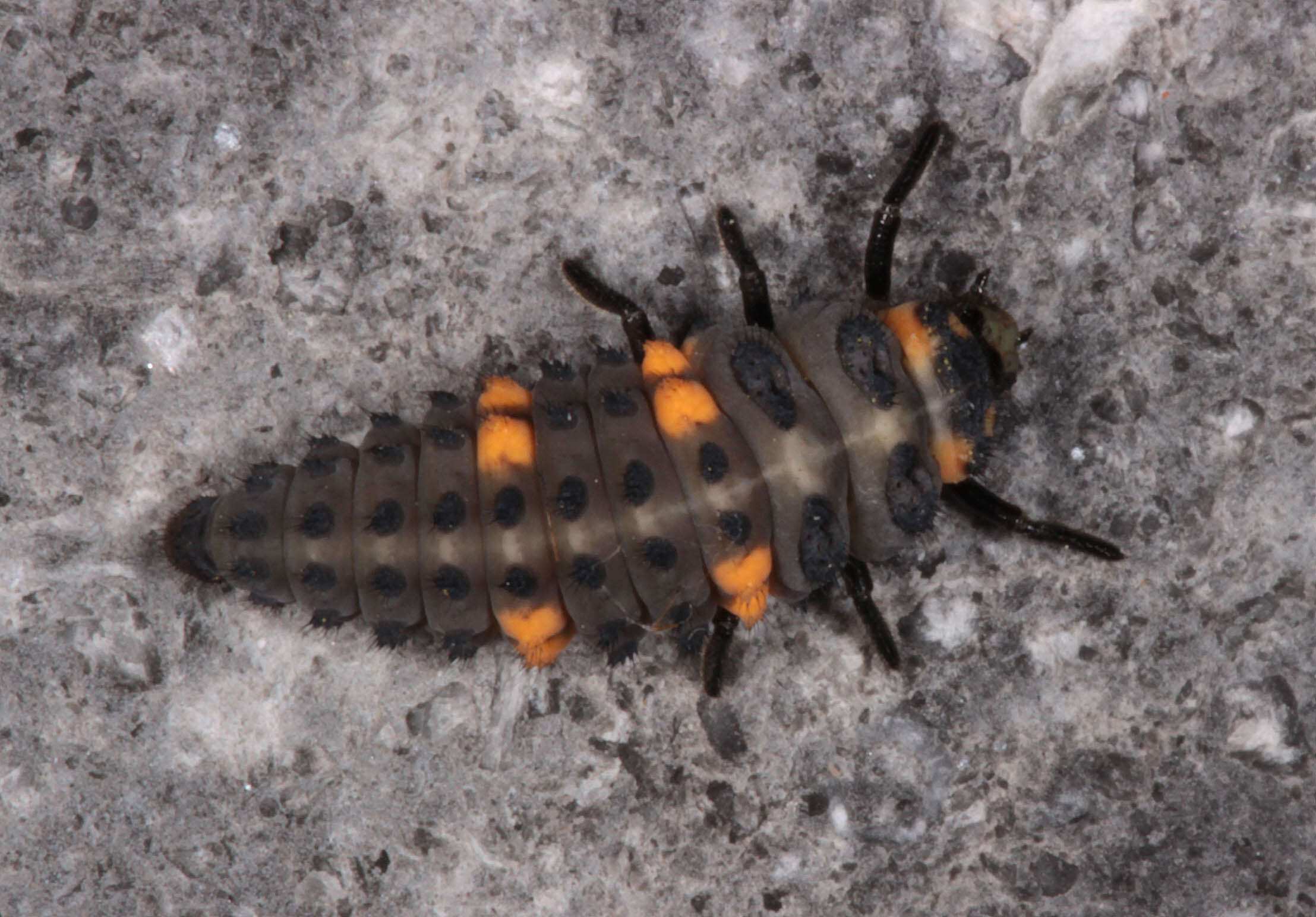 Image of lady beetles