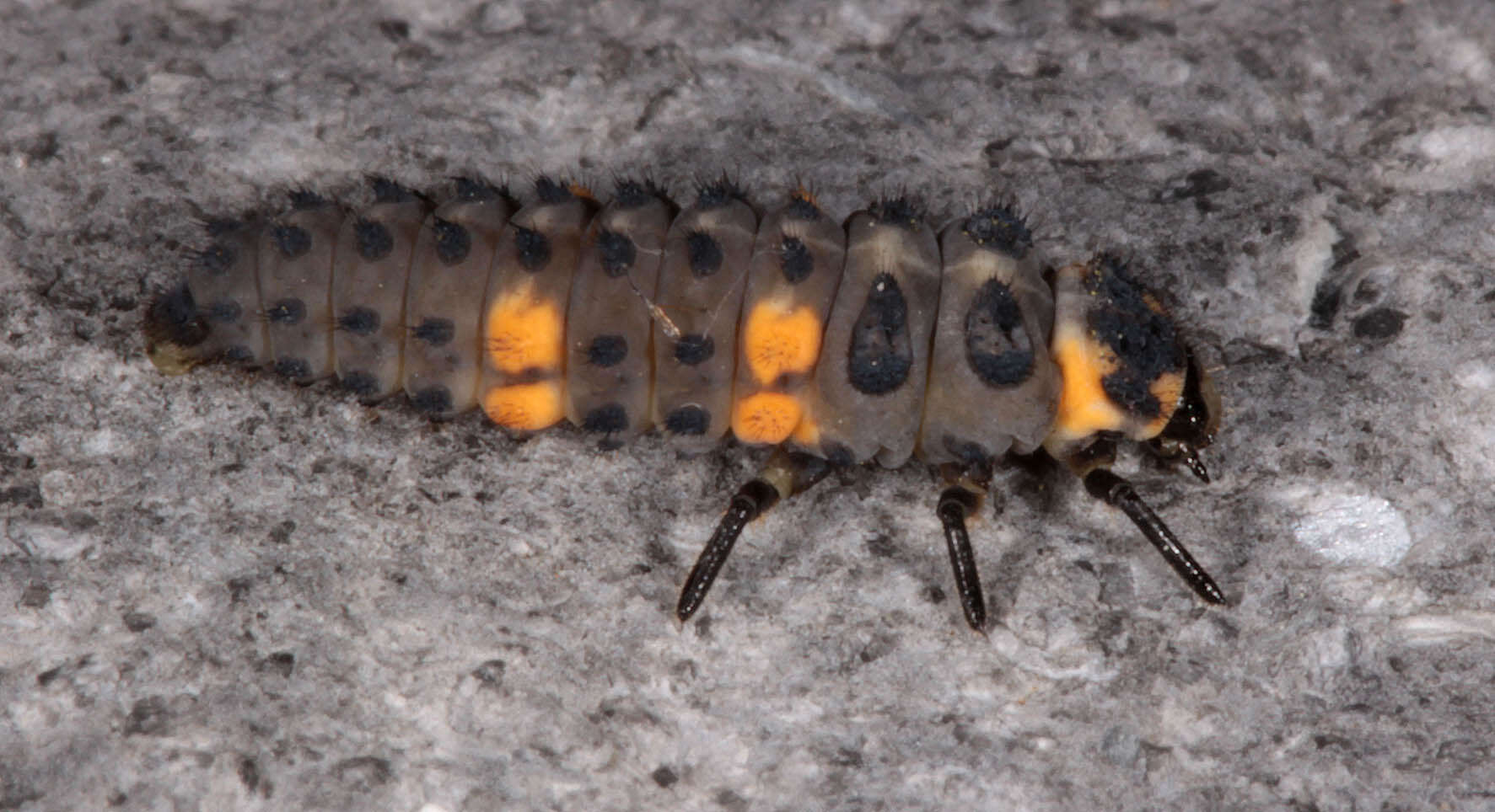 Image of lady beetles