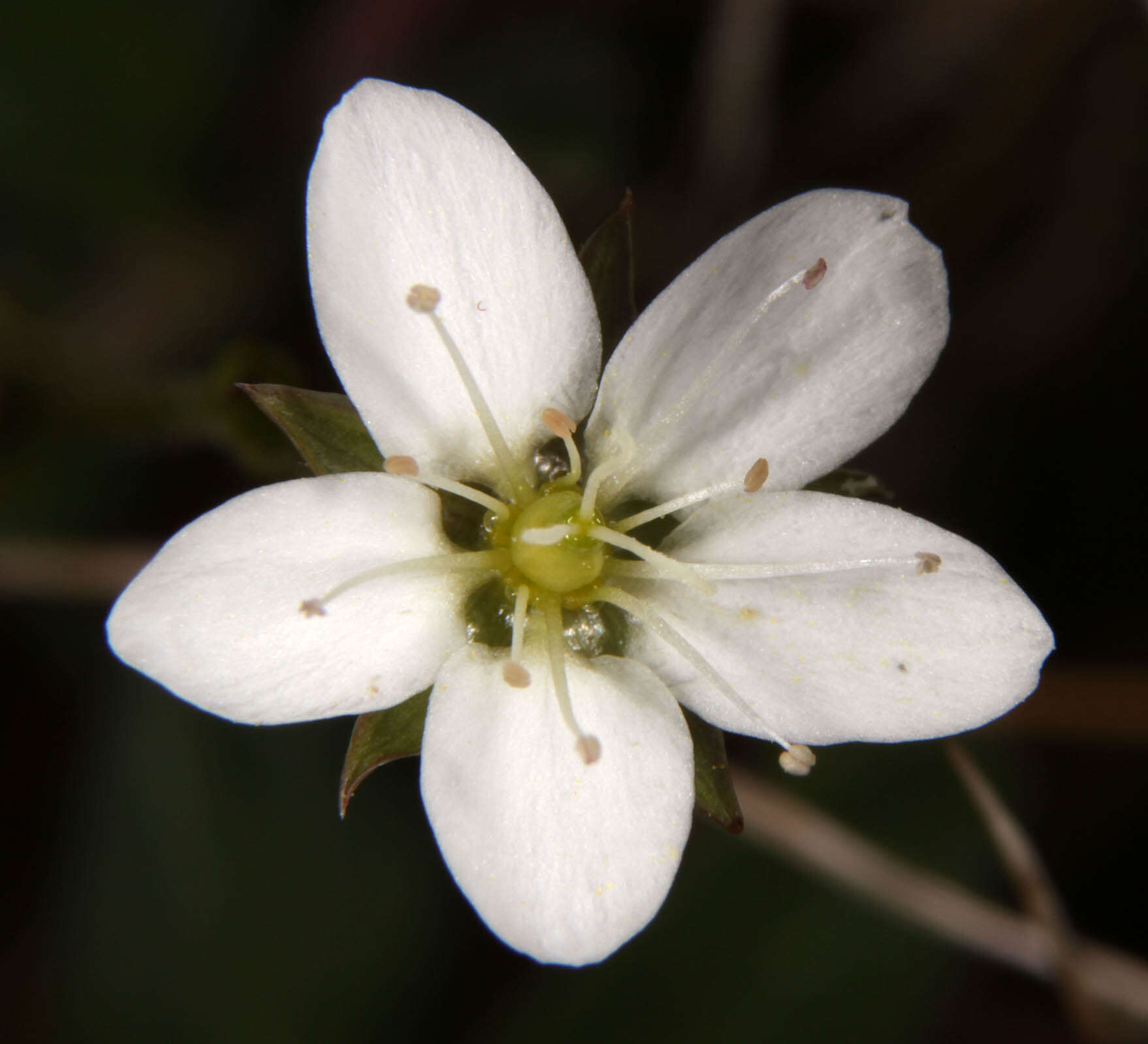 Imagem de Sabulina verna subsp. verna