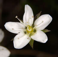 Image of Sabulina verna subsp. verna