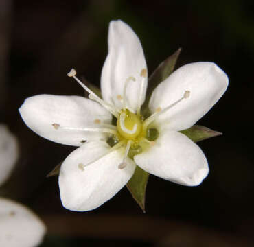 Imagem de Sabulina verna subsp. verna