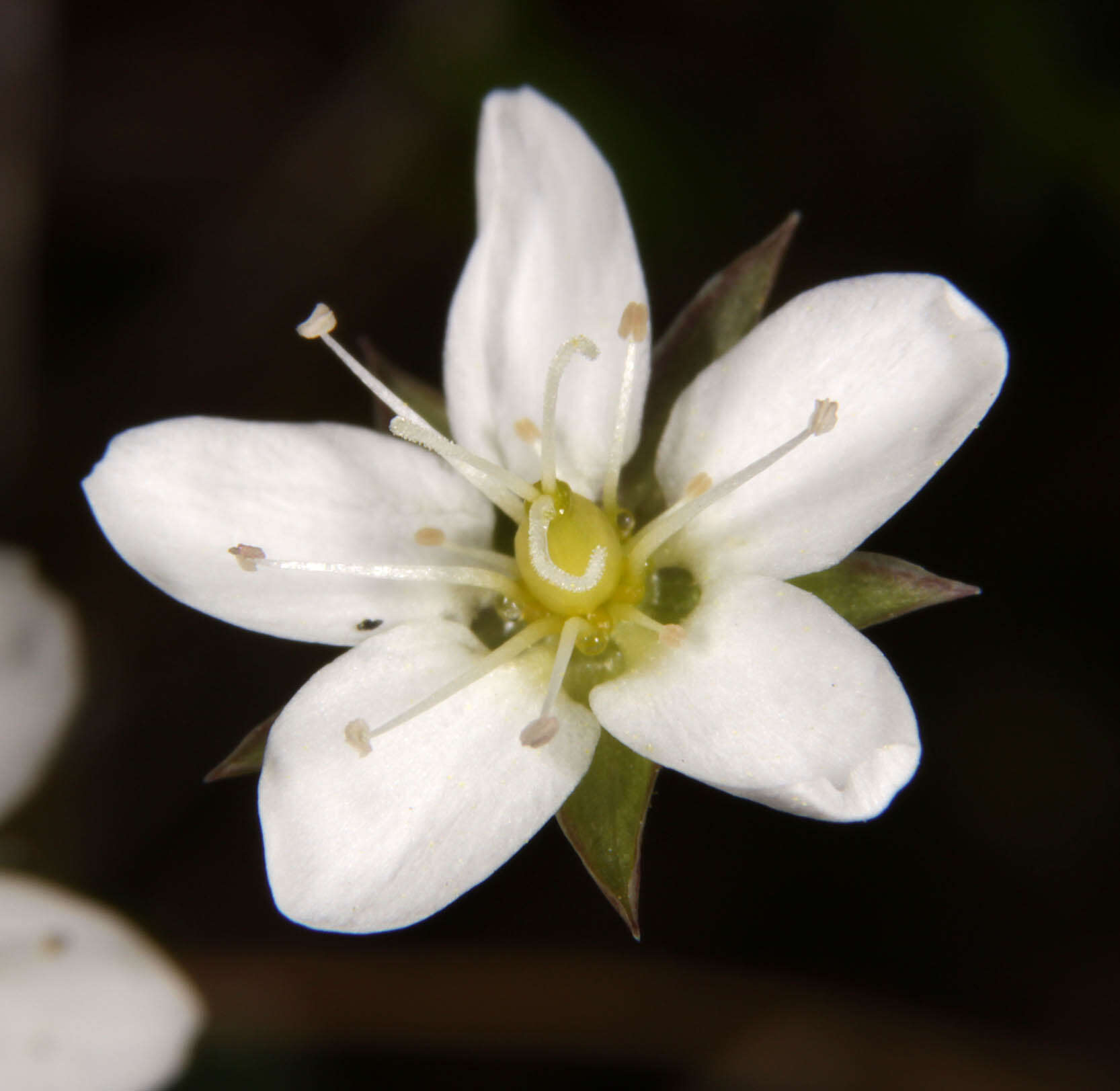 Imagem de Sabulina verna subsp. verna