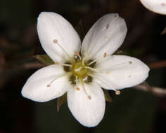 Image of Sabulina verna subsp. verna