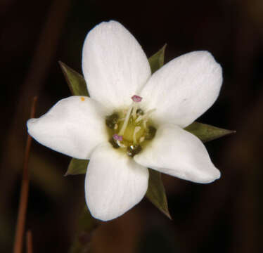 Image of Sabulina verna subsp. verna